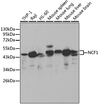 NCF1 Antibody