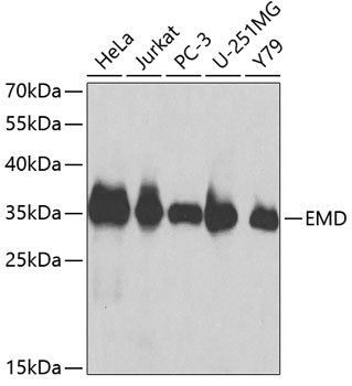 EMD Antibody