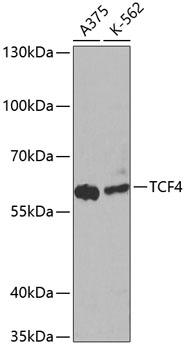 TCF4 Antibody