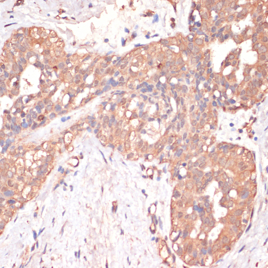 CASP3 antibody