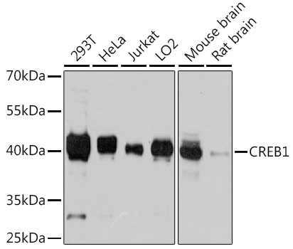 CREB1 Antibody