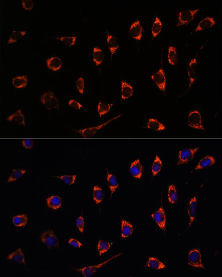 SHMT2 Antibody