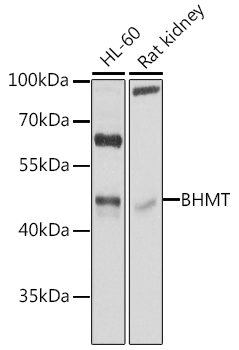 BHMT Antibody