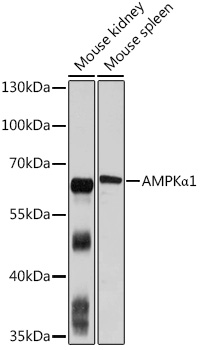 PRKAA1 Antibody