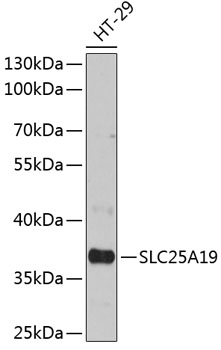 SLC25A19 Polyclonal Antibody
