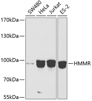 HMMR Antibody