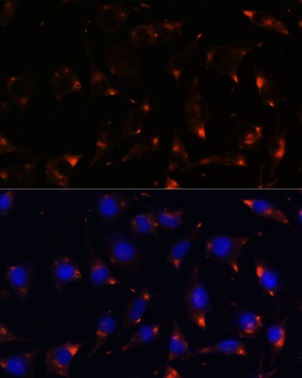 NOS1 Antibody