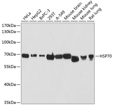 HSPA1A Antibody