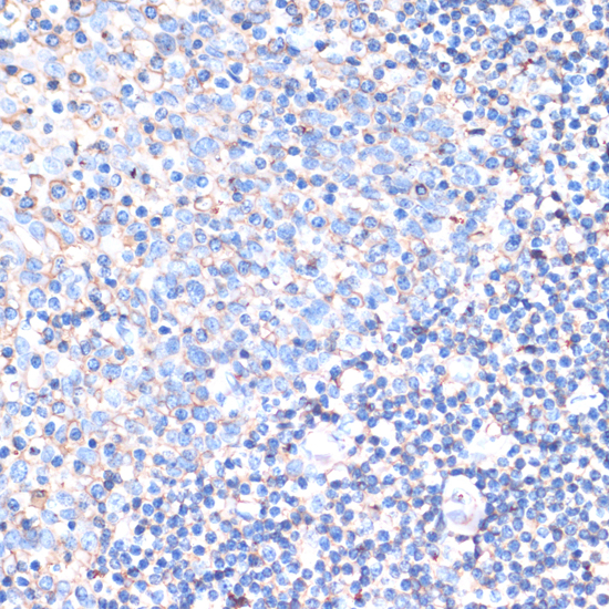 CD44 Antibody