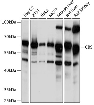 CBS Antibody