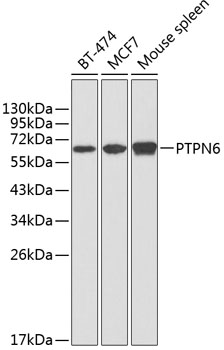 PTPN6 Antibody