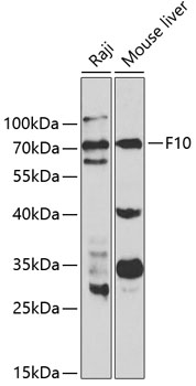 F10 Antibody