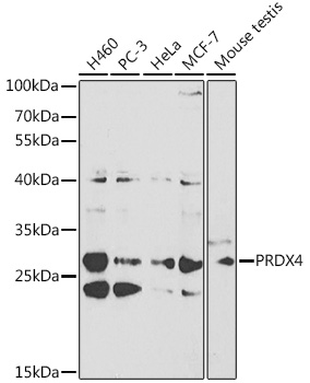 PRDX4 Antibody