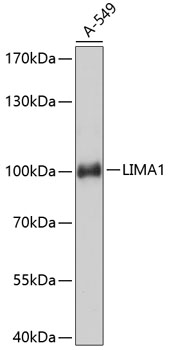 LIMA1 Polyclonal Antibody
