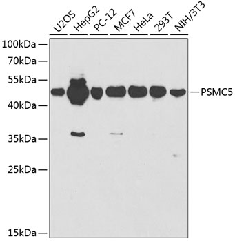 PSMC5 Antibody