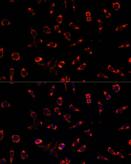 PAH Antibody