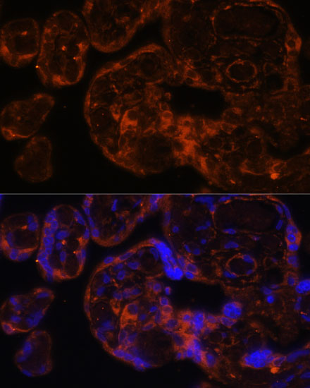 F9 Antibody