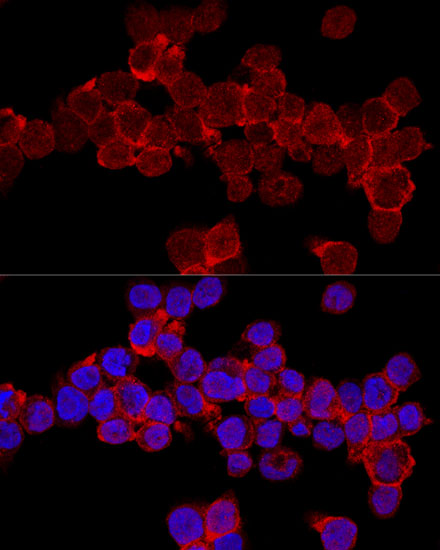 ITGAL Antibody