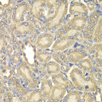 MBP Antibody