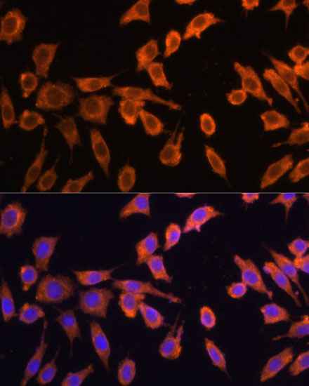 DNM1L Antibody