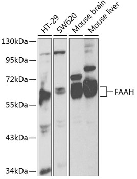 FAAH Antibody