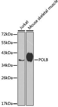 POLB Antibody