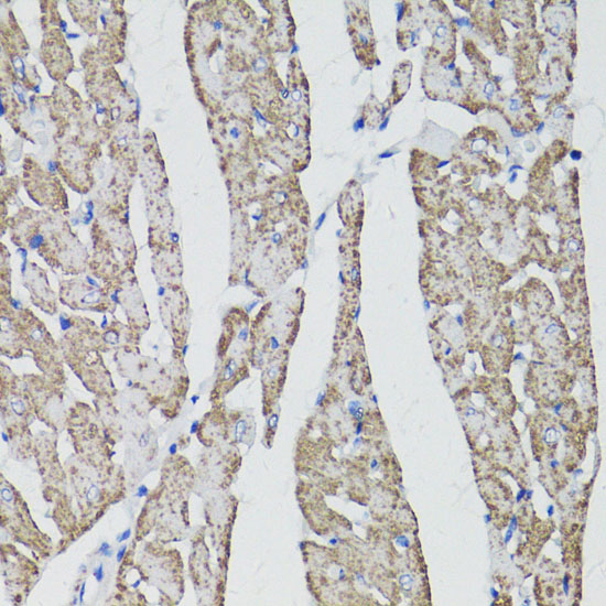 CD59 Antibody