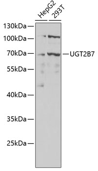 UGT2B7 Antibody