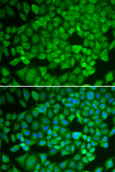 NR0B1 Antibody