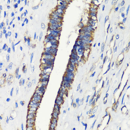 FKBP1A Antibody