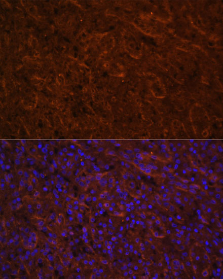 ICOS Antibody