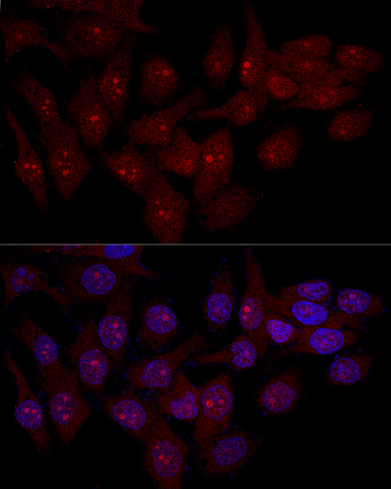 EIF6 Antibody