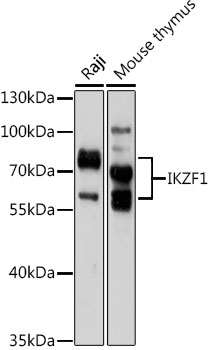 IKZF1 Antibody