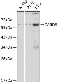 CARD8 Antibody