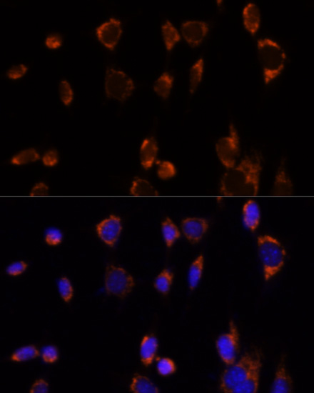 PDHA1 Antibody