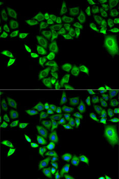 FMO3 Antibody