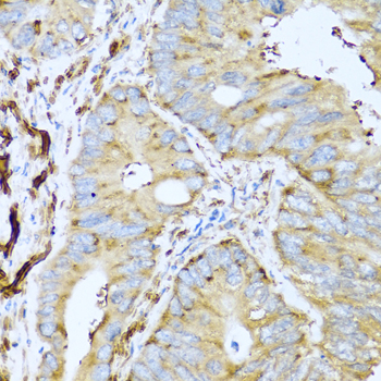 CSH1 antibody