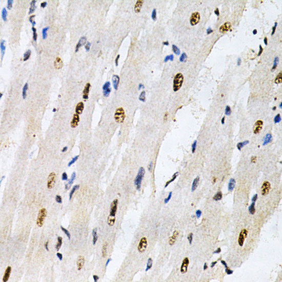 KPNA4 Antibody