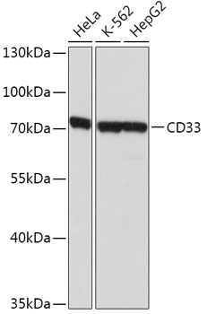 CD33 Antibody