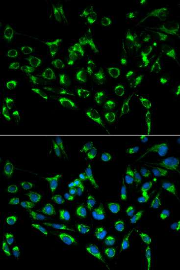 CDKN3 Antibody