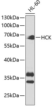 HCK Antibody