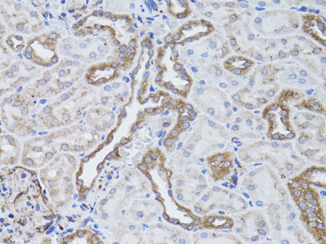 ITGAV Antibody