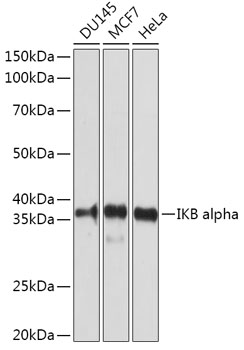 NFKBIA Antibody