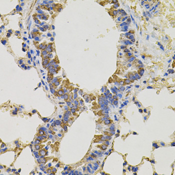 PTPRC Antibody