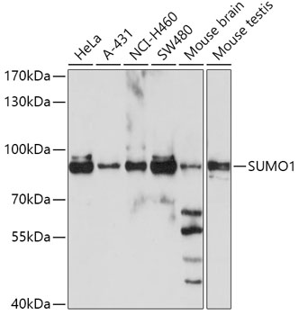 SUMO1 Antibody