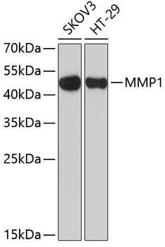 MMP1 Antibody