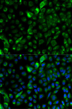 KRT17 Antibody