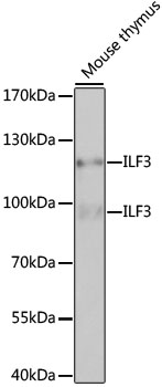 ILF3 antibody