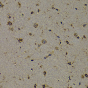 EEF1D antibody