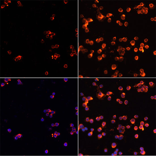 CASP3 antibody